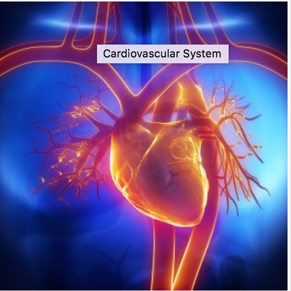 How to Lower Your Elevated LDL Cholesterol | Team Live It